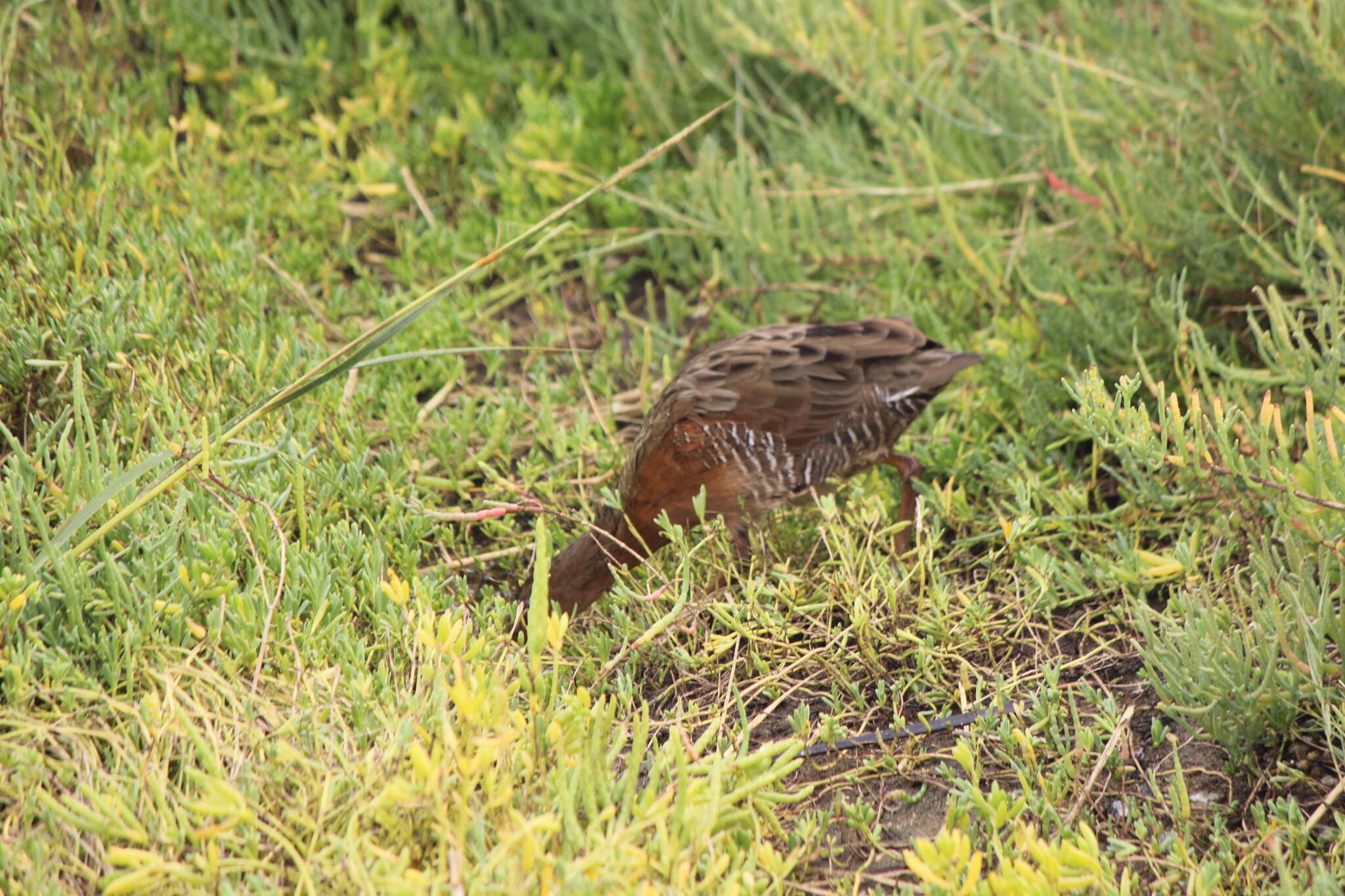 Image of Rallus obsoletus levipes Bangs 1899