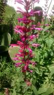 Image of Mexican giant hyssop