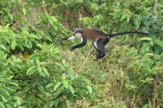 Image of Mona Guenon