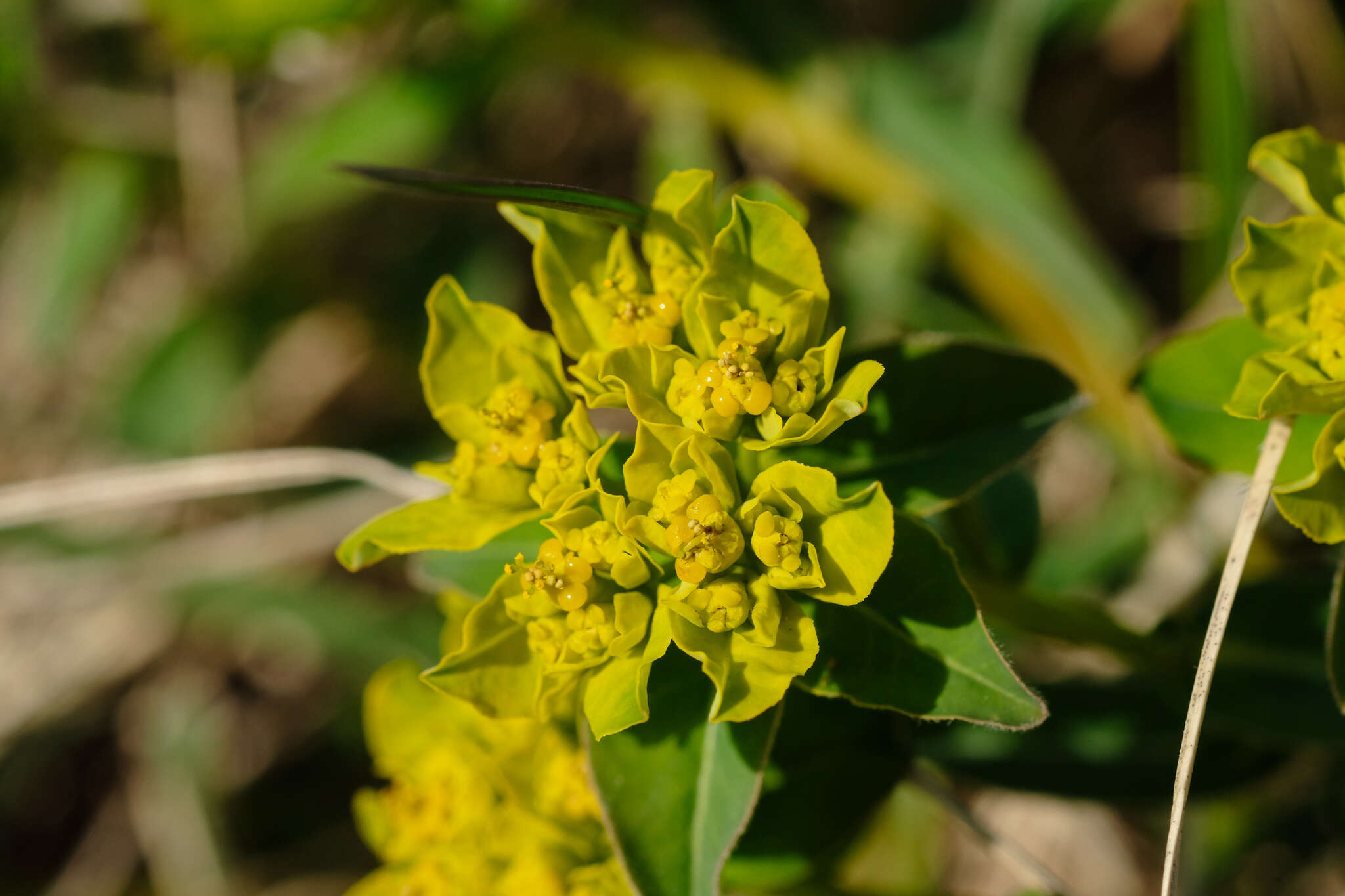 Plancia ëd Euphorbia verrucosa L.