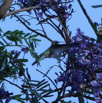 Image of White-vented Violet-ear