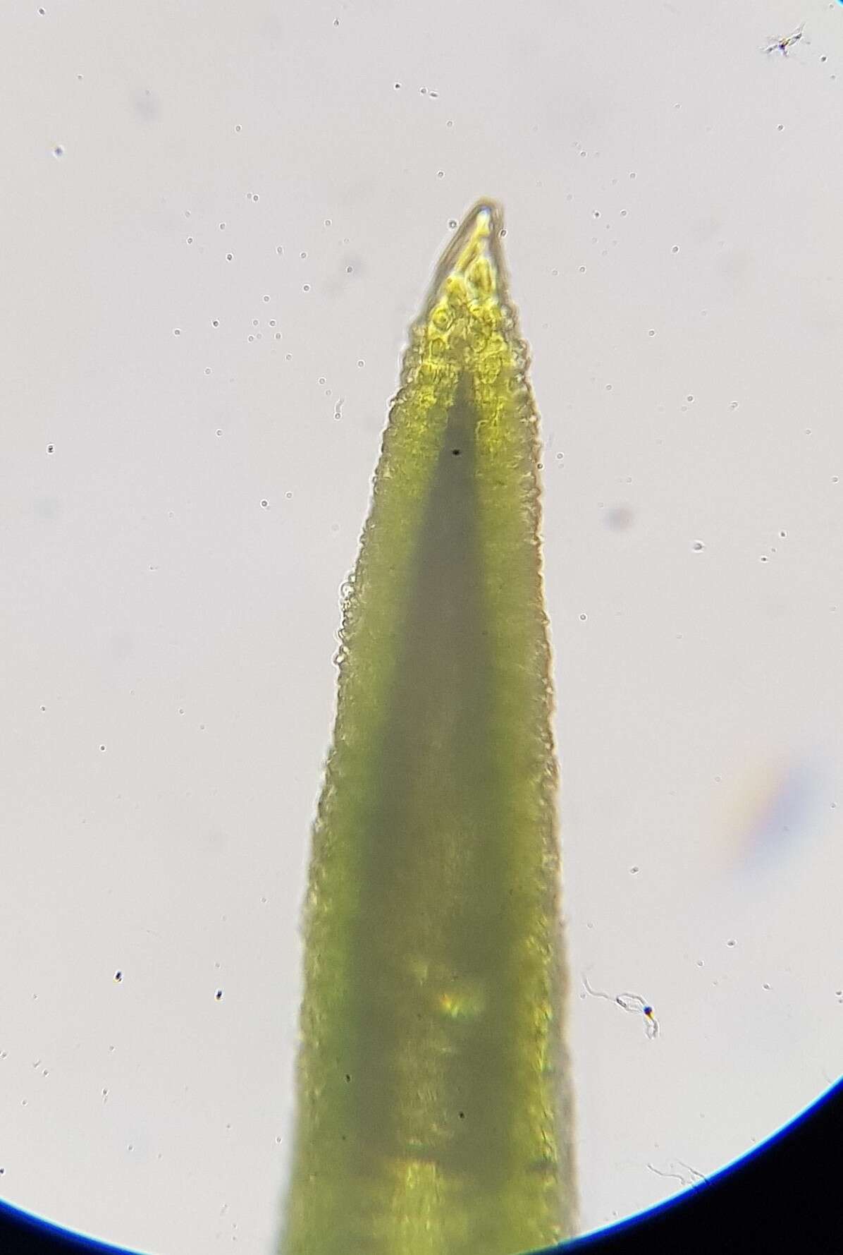 Image of trichostomum moss