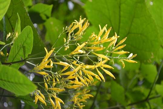 Image of Justicia turipachensis T. F. Daniel