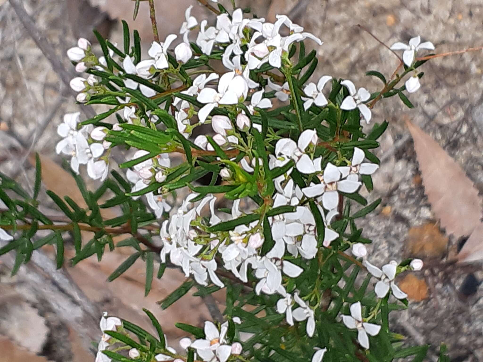 Image of Zieria laevigata Bonpl.