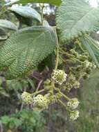 Image of Lippia hirsuta L. fil.