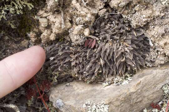 Image of Haworthia maraisii Poelln.