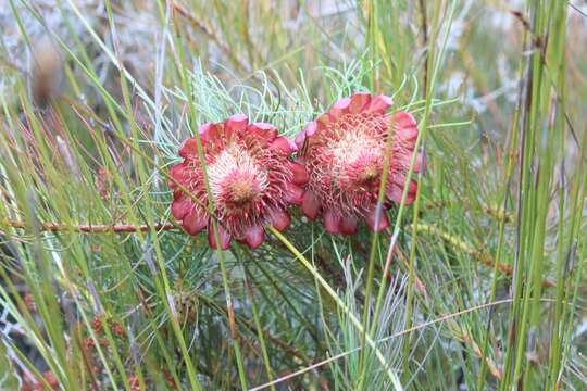 Image of Protea pityphylla Phillips