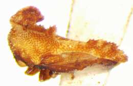 Image of Hypsoprora coronata Fabricius
