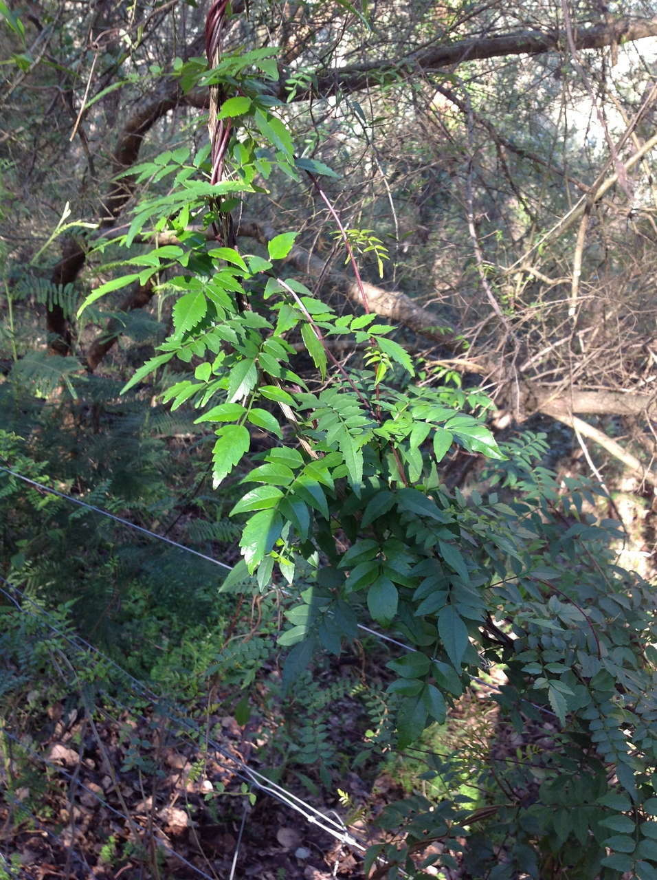 Image of Pandorea pandorana subsp. pandorana