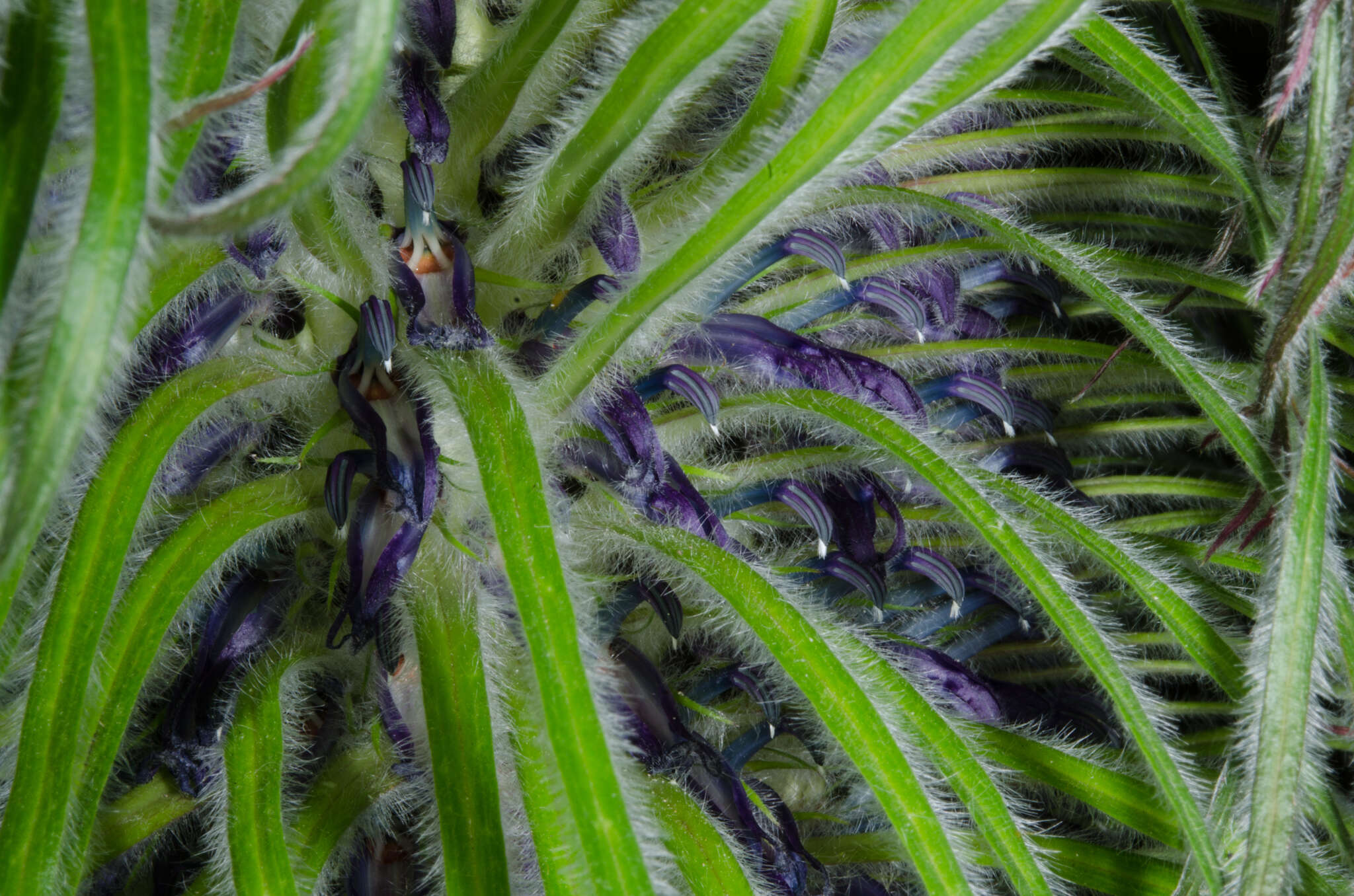 Image de Lobelia telekii Schweinf.