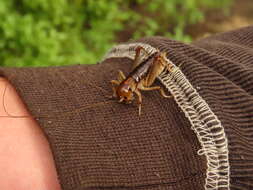 Image of Hemiandrus electra Taylor Smith, Morgan-Richards & Trewick 2013