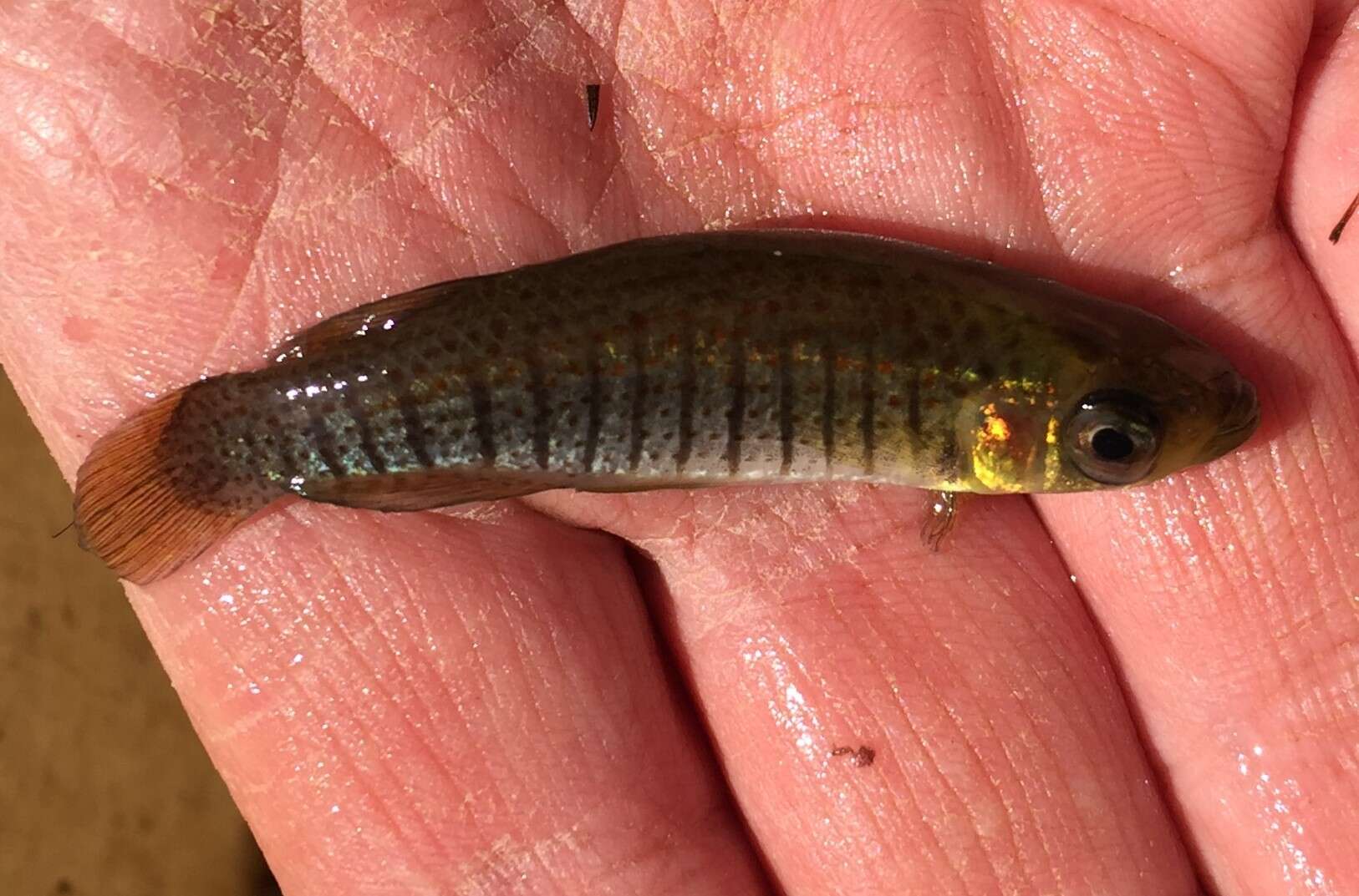 Image of Bayou Topminnow