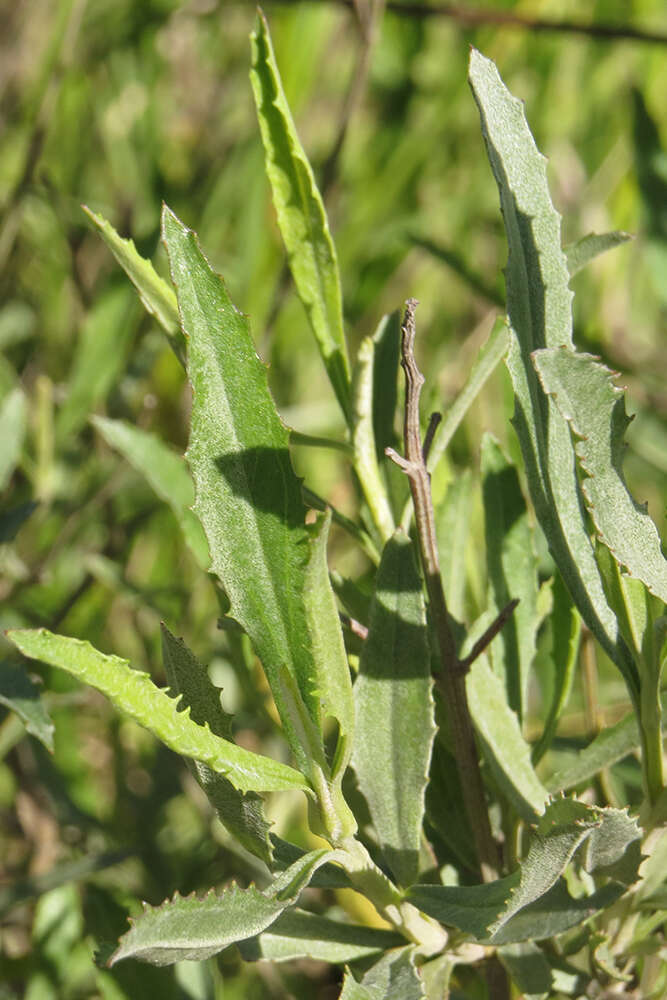 Image of Baccharis spicata (Lam.) Baill.