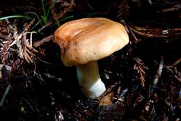 Image of Lactarius xanthogalactus Peck 1907