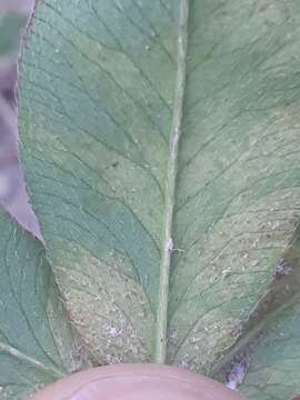 Peronospora trifoliorum resmi