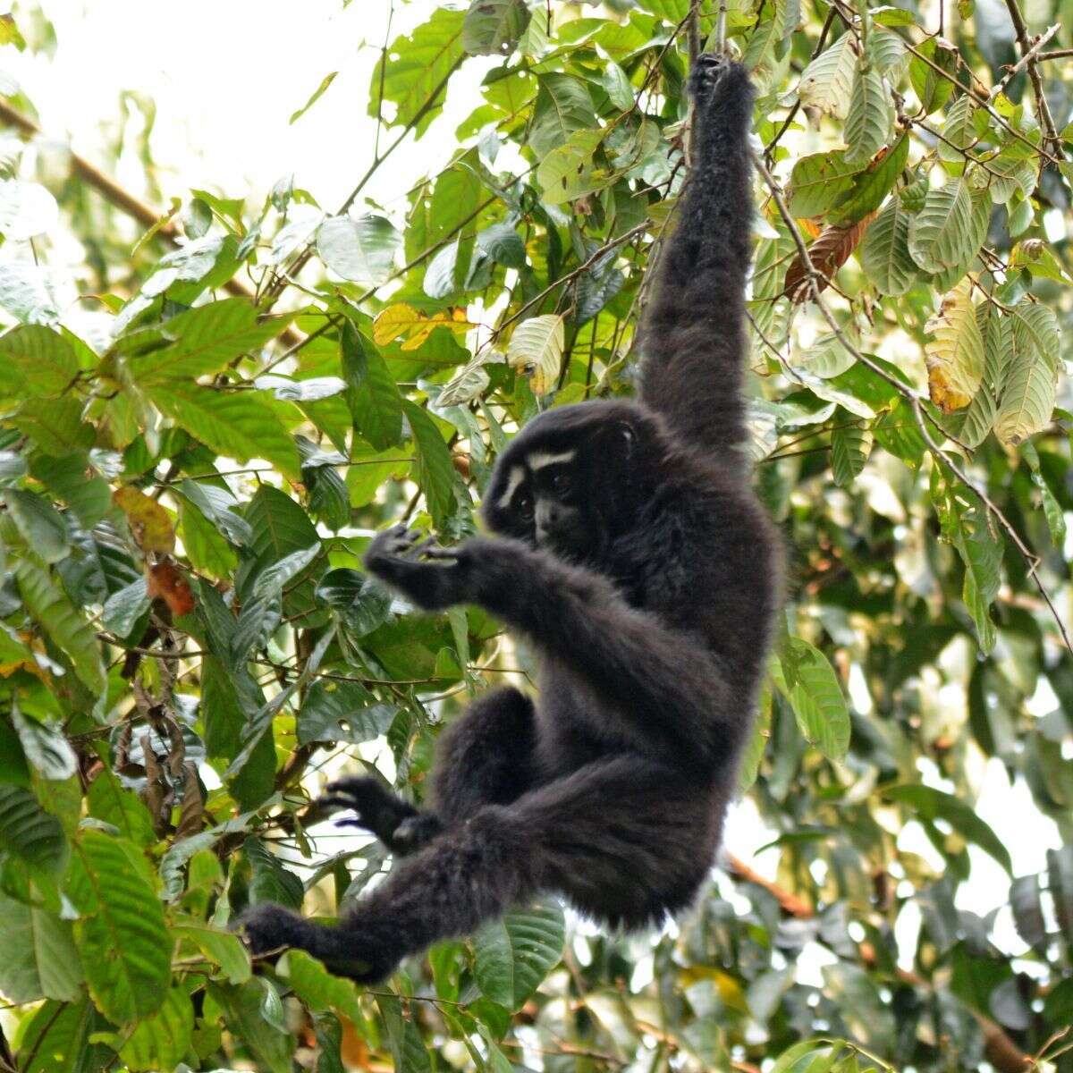 Image of Hoolock Gibbon