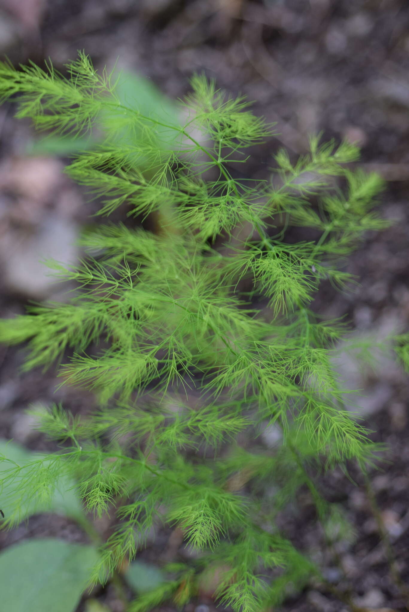 Image of Asparagus tenuifolius Lam.