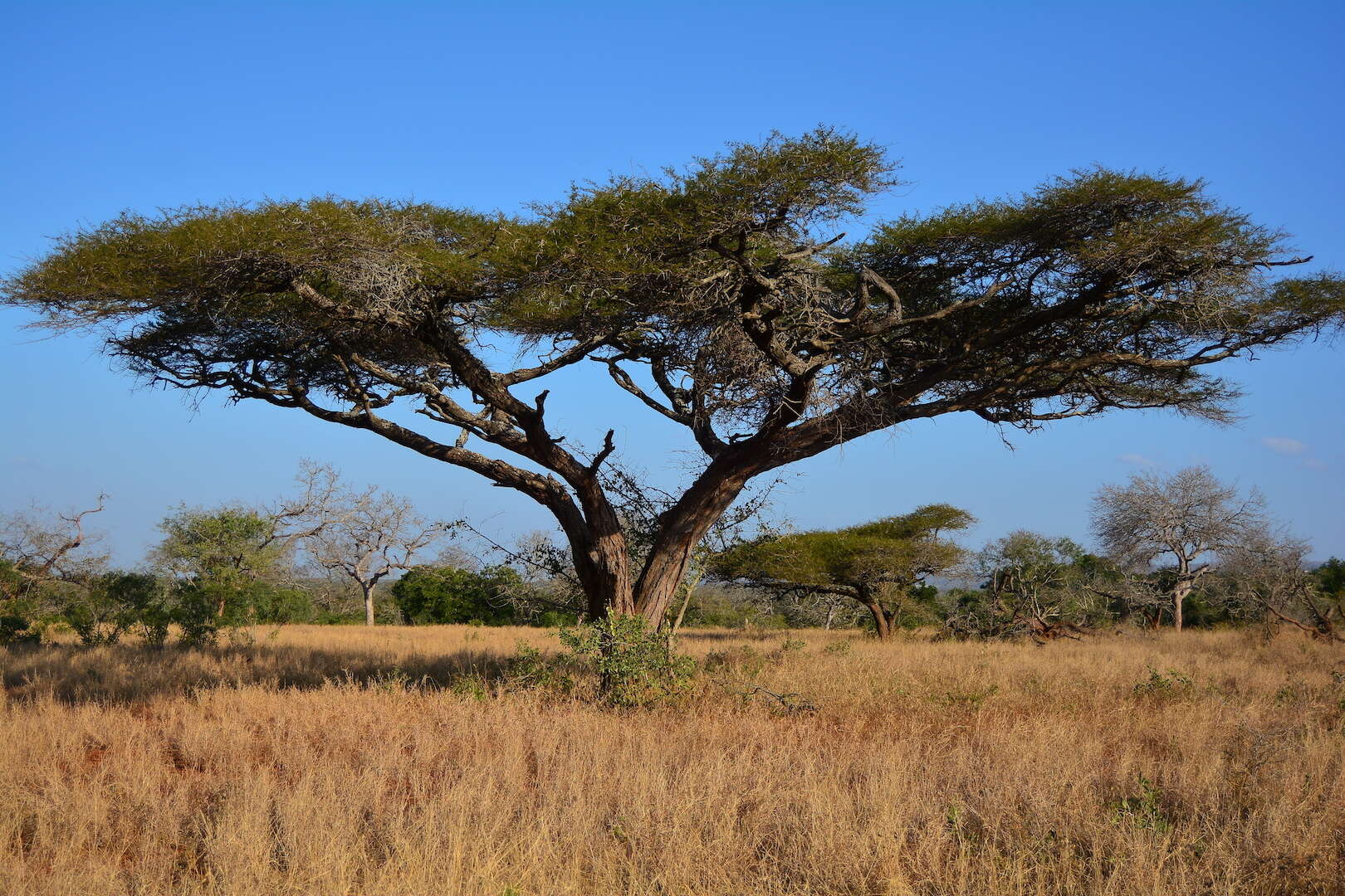 Vachellia tortilis (Forssk.) Galasso & Banfi的圖片