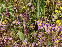 Image of Lachenalia elegans W. F. Barker