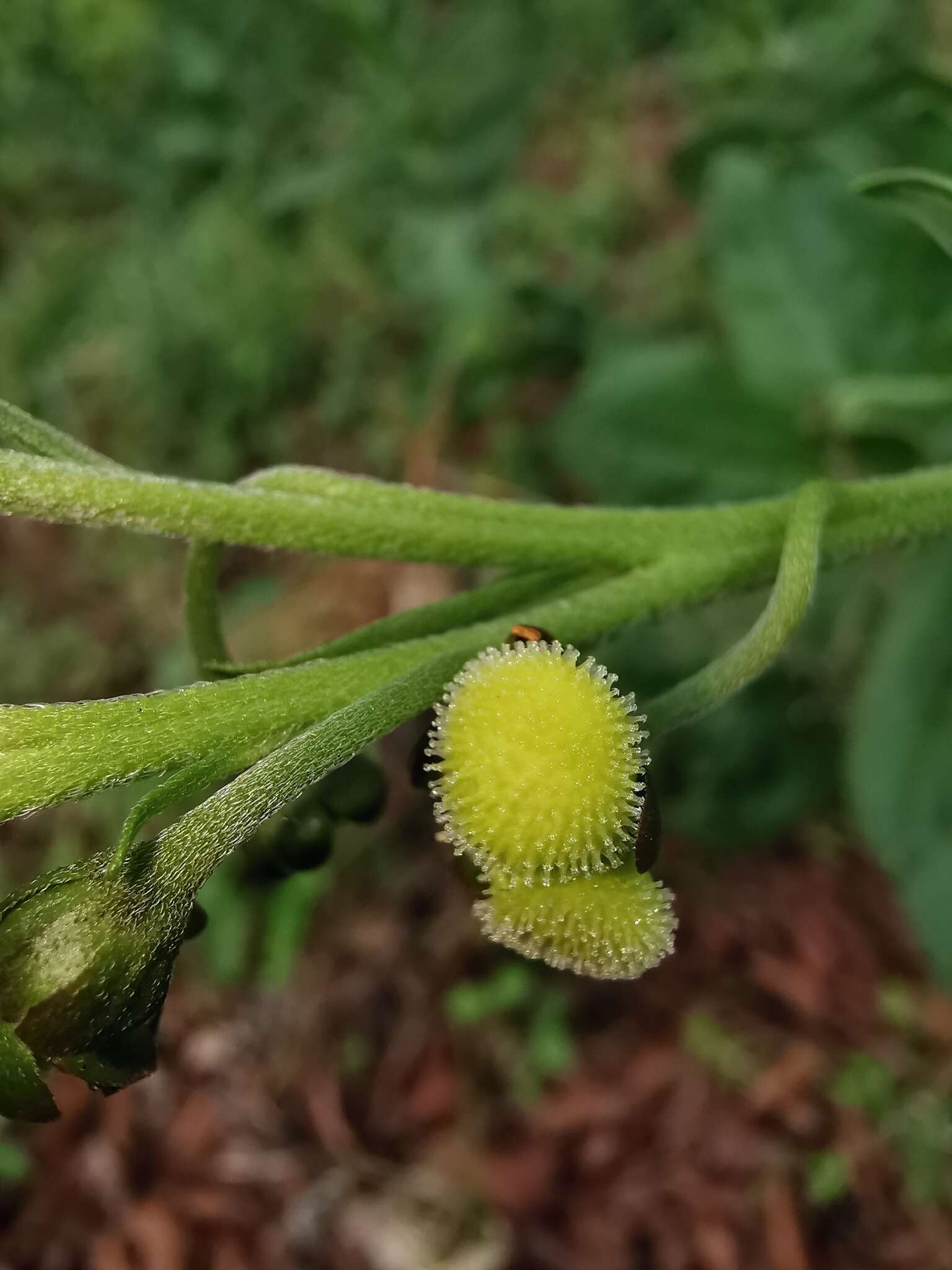 Plancia ëd Oncaglossum