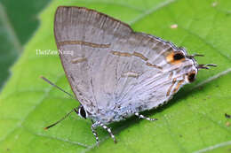 Image of Hypolycaena erylus teatus Fruhstorfer 1912