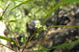 Image of Denhamia silvestris (Lander & L. A. S. Johnson) M. P. Simmons