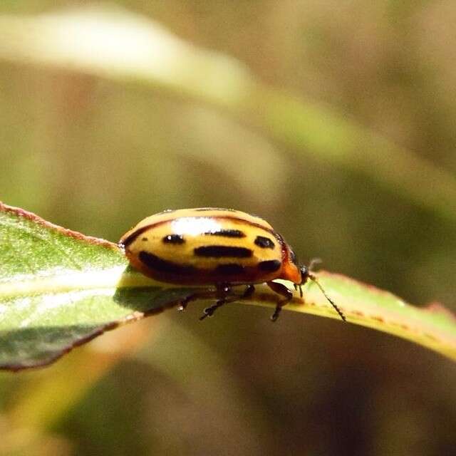 Image of Cottonwood Leaf Beetle