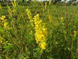 Image of Eriosema psoraleoides (Lam.) G. Don