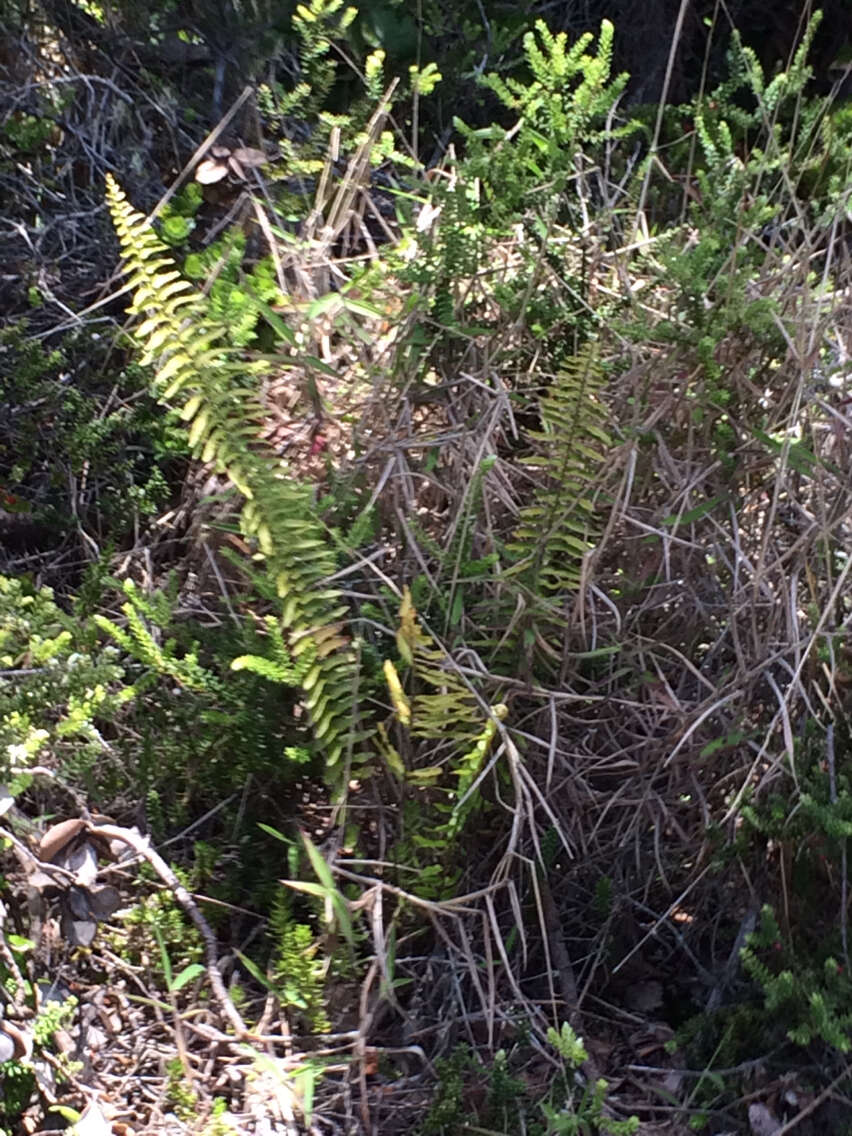 Image of Asian sword fern