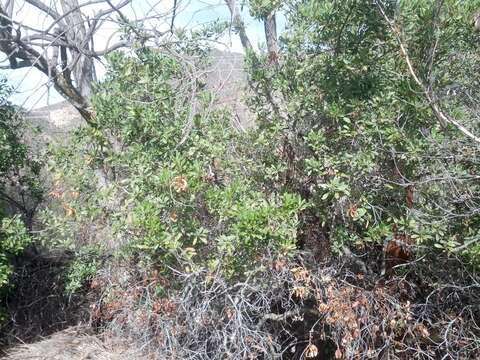 Image of toyon