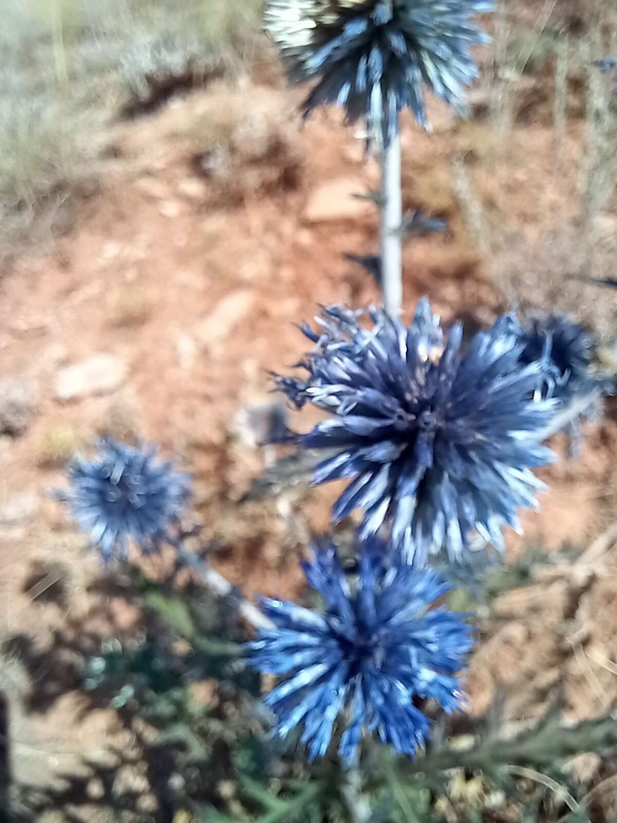 Echinops tataricus的圖片