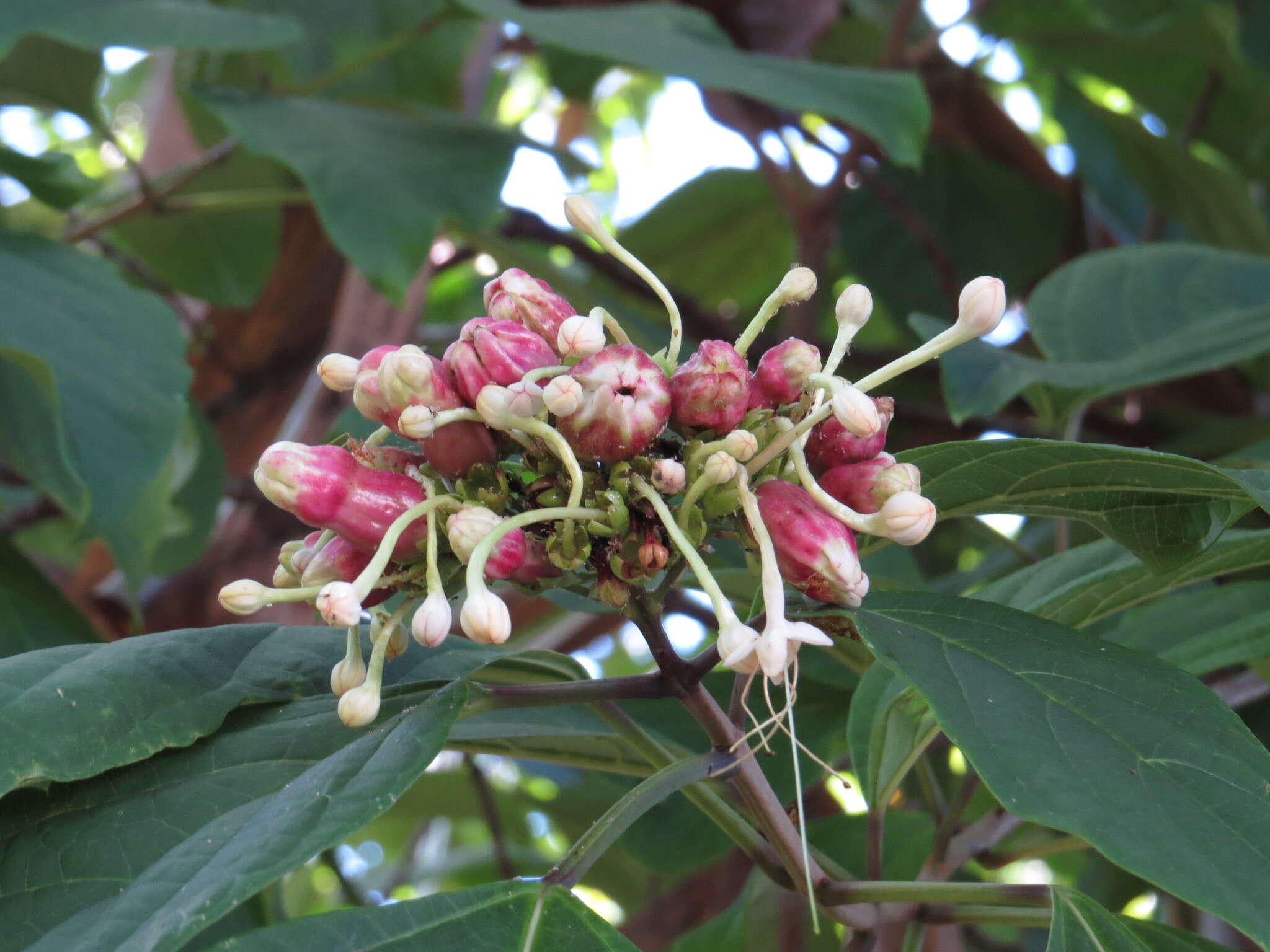 Imagem de Clerodendrum longiflorum Decne.