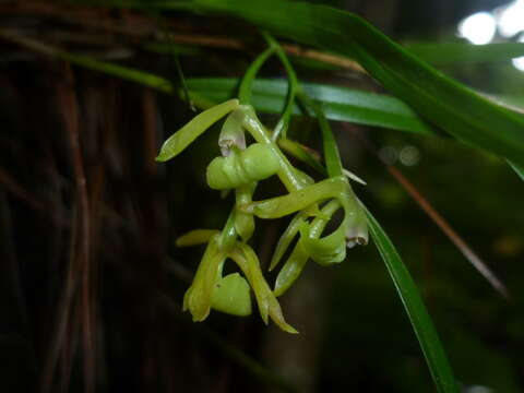 Image of Epidendrum chloe Rchb. fil.