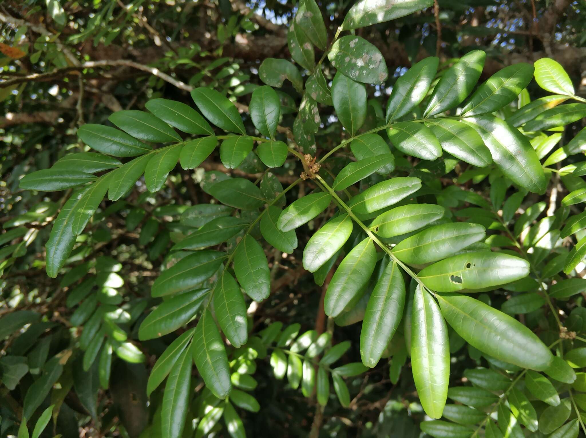 Image of Pistacia weinmannifolia J. Poisson ex Franch.