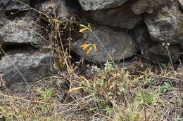 Image of Stenomesson flavum (Ruiz & Pav.) Herb.