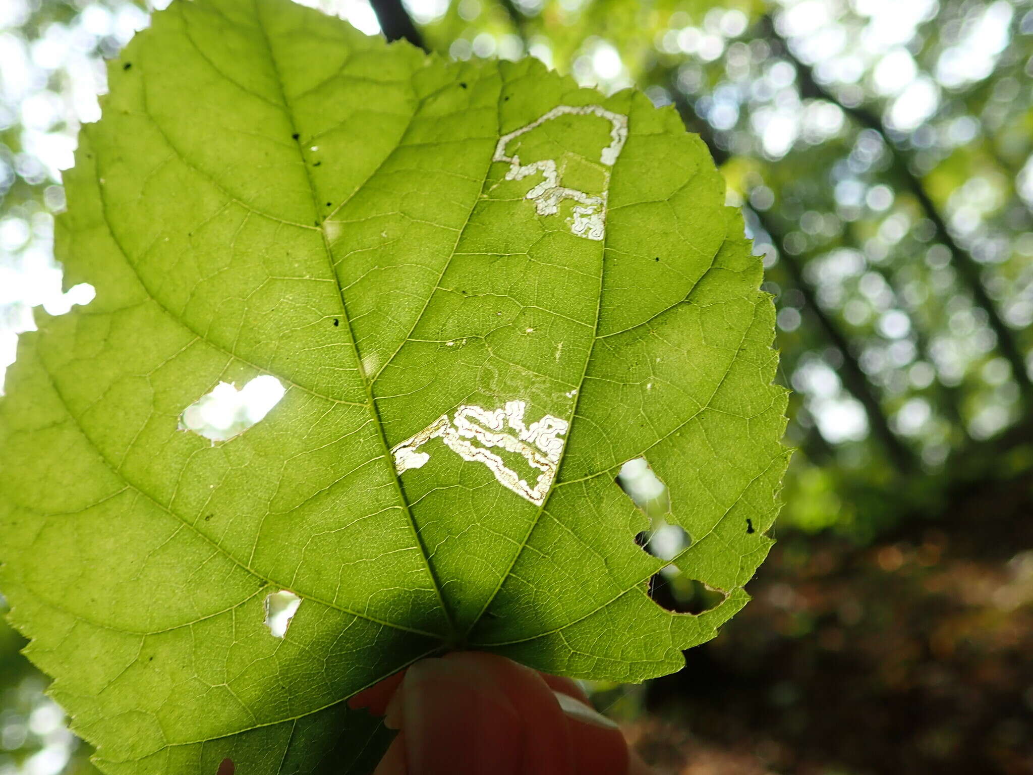 صورة Stigmella tiliae (Frey 1856) Beirne 1945