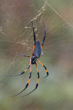 Image of Trichonephila inaurata (Walckenaer 1841)