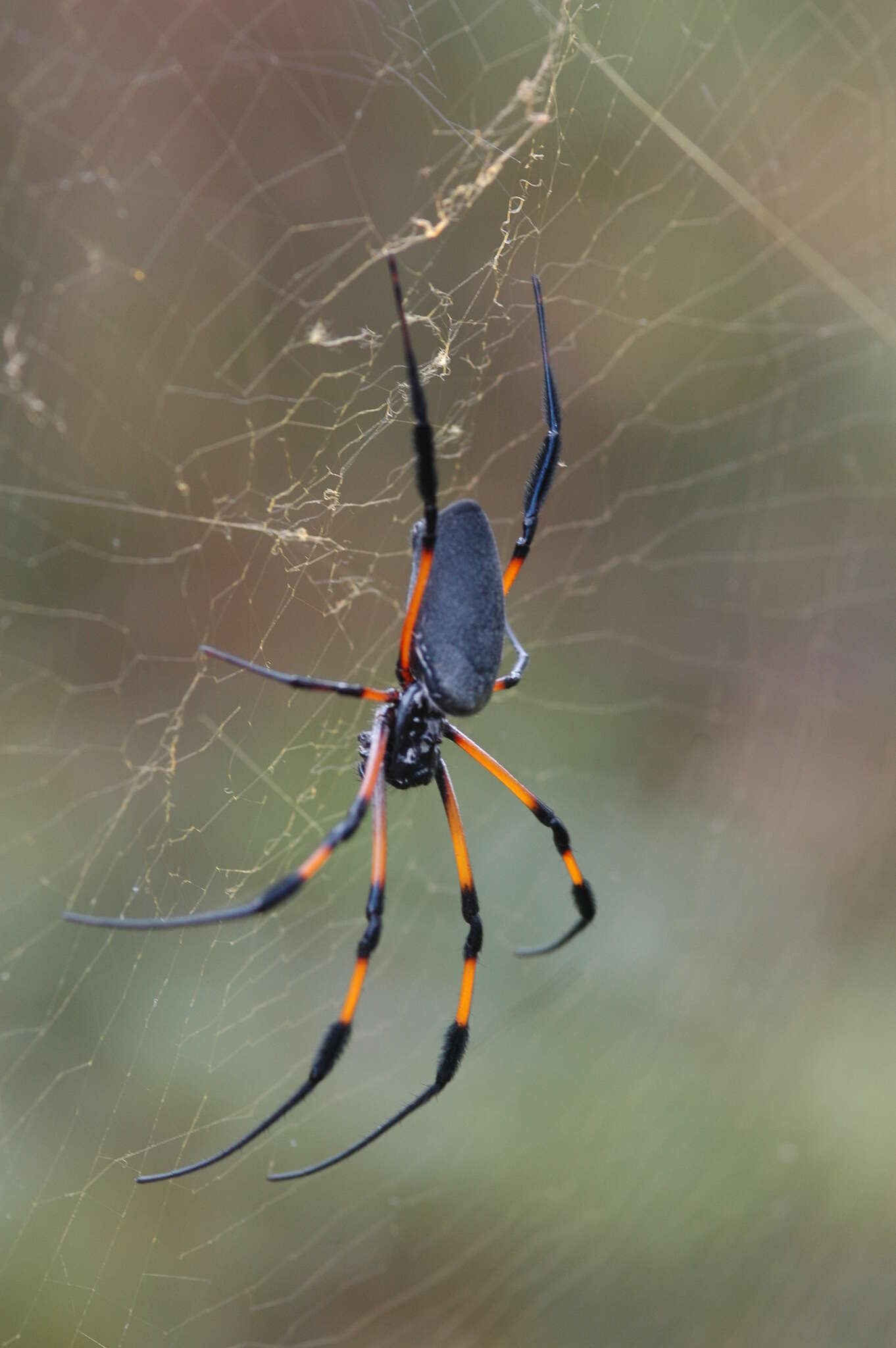 صورة Trichonephila inaurata (Walckenaer 1841)