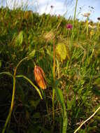 Image of Fritillaria dagana Turcz.