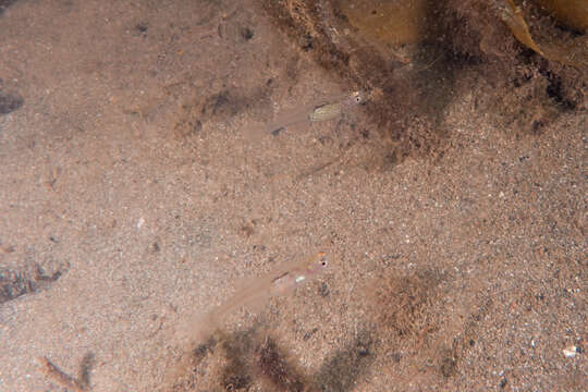 Image of Glass goby