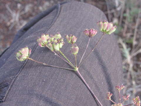 Image de Taeniopetalum arenarium (Waldst. & Kit.) V. Tichomirov