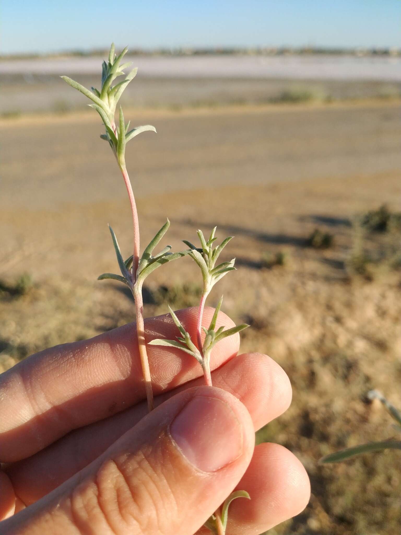 Image of Petrosimonia brachiata (Pall.) Bunge