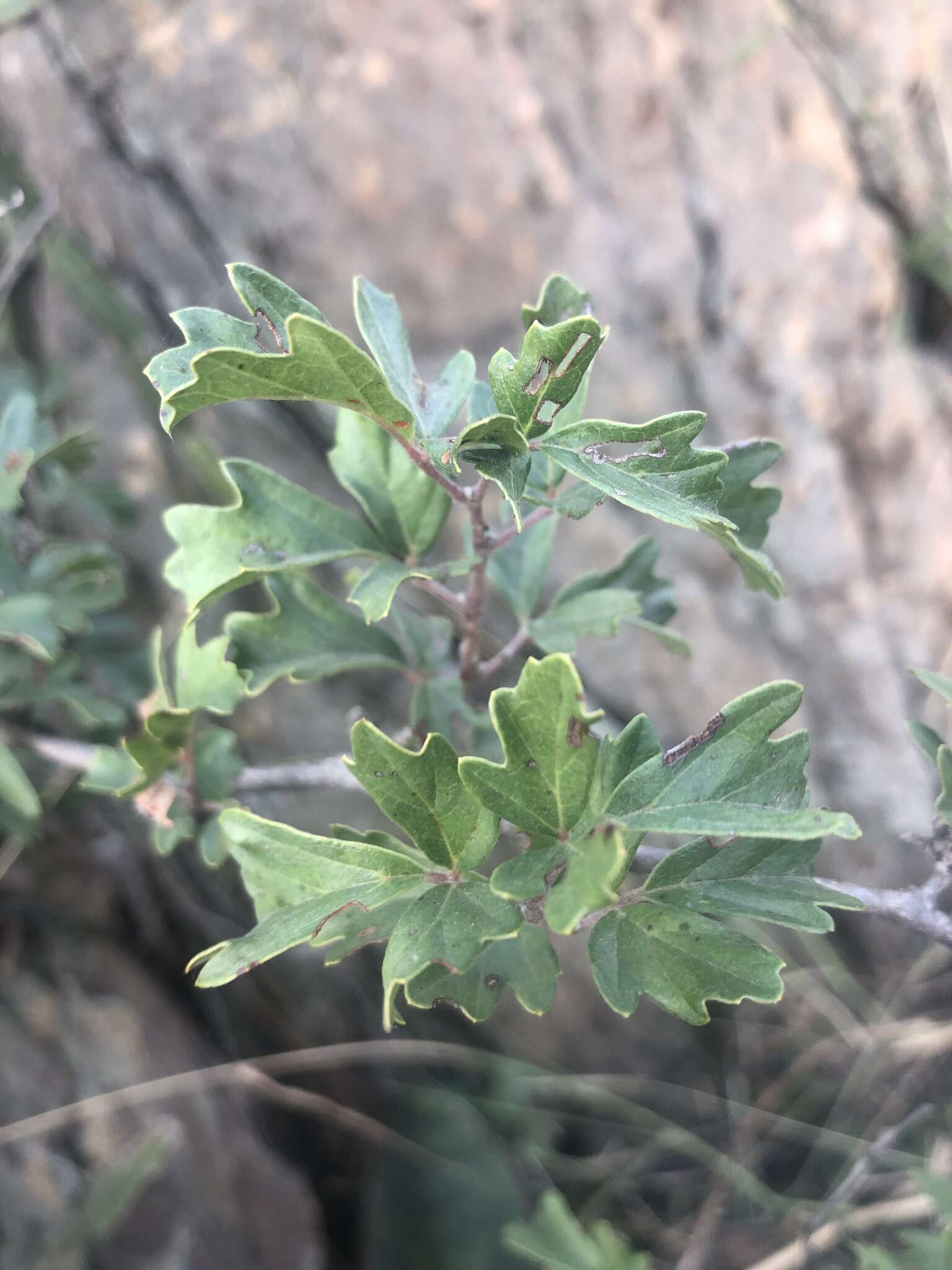 Image of Rhoicissus tridentata subsp. cuneifolia (Eckl. & Zeyh.) N. R. Urton