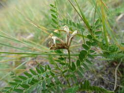 Слика од Astragalus agrestis Douglas ex Hook.