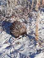 Sivun Tachyglossus aculeatus multiaculeatus (W. Rothschild 1905) kuva