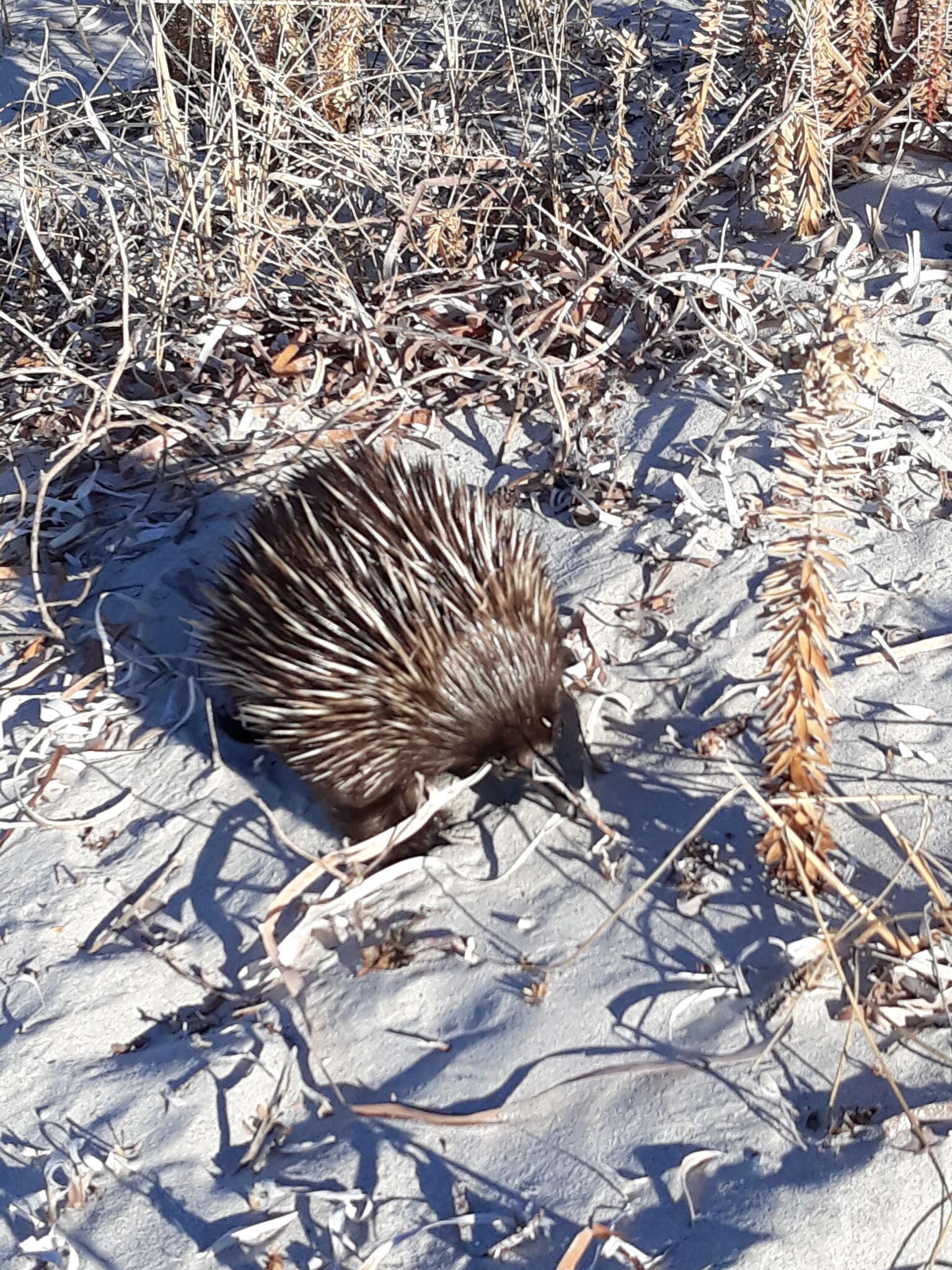 Image of Short-beaked Echidna