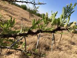 Imagem de Vachellia robusta (Burch.) Kyal. & Boatwr.