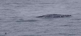 Image of gray whales