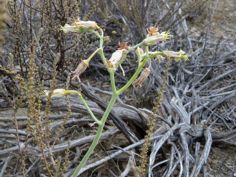 Image of Cotyledon papillaris (L.) L. fil.