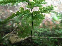 Image of Hymenophyllum demissum (G. Forst.) Sw.